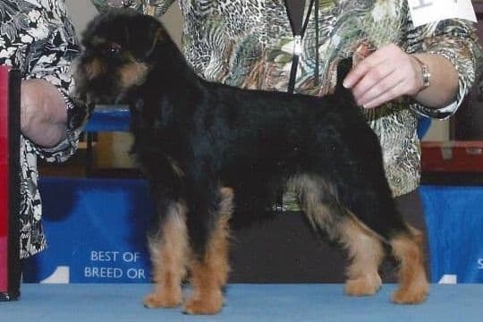 Chihuahua Puppies breeder image 5