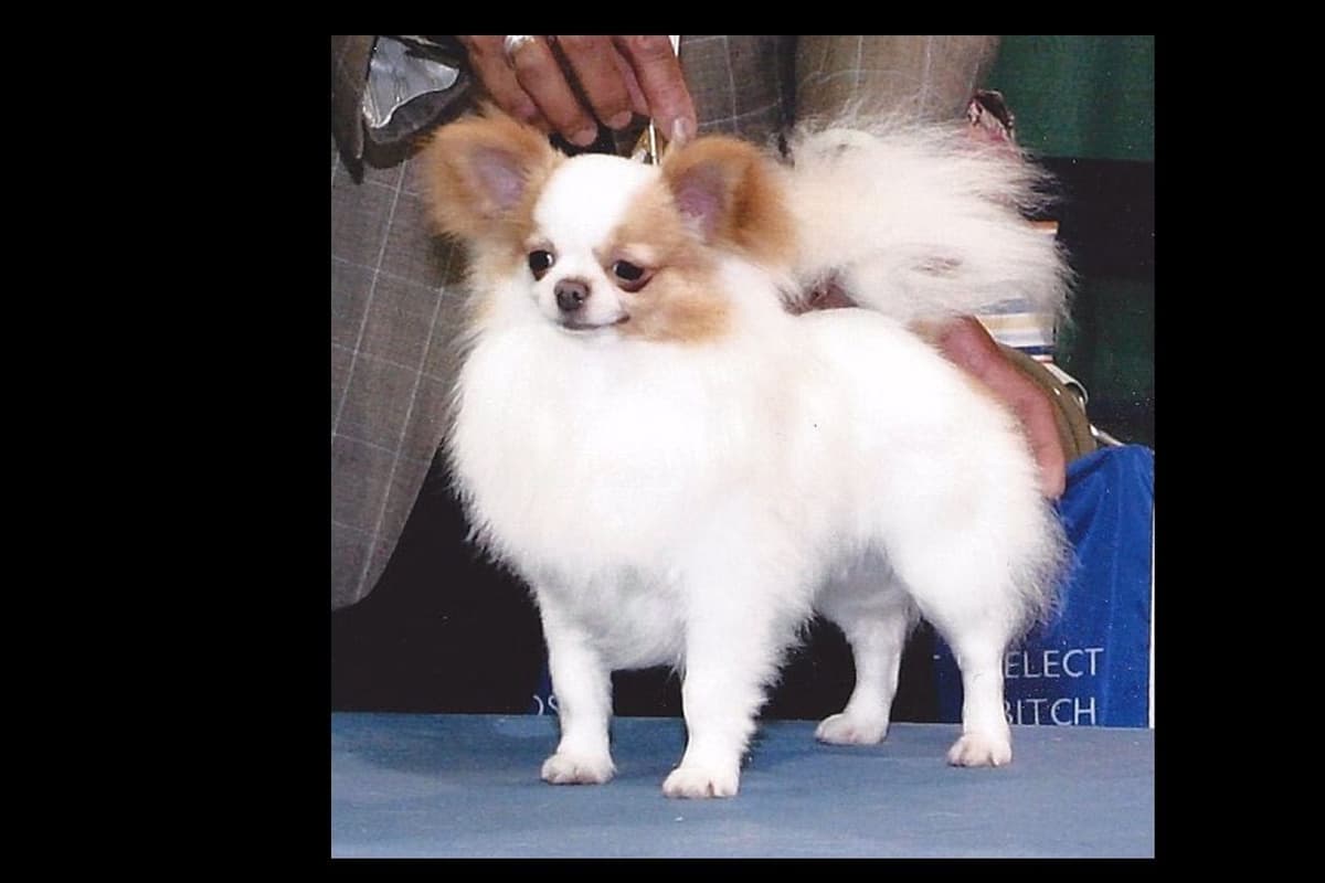Chihuahua Puppies breeder image 4