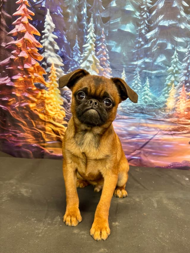 Brussels Griffon Puppies media 2