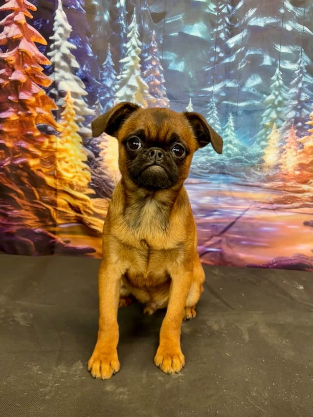 Brussels Griffon Puppies media 3