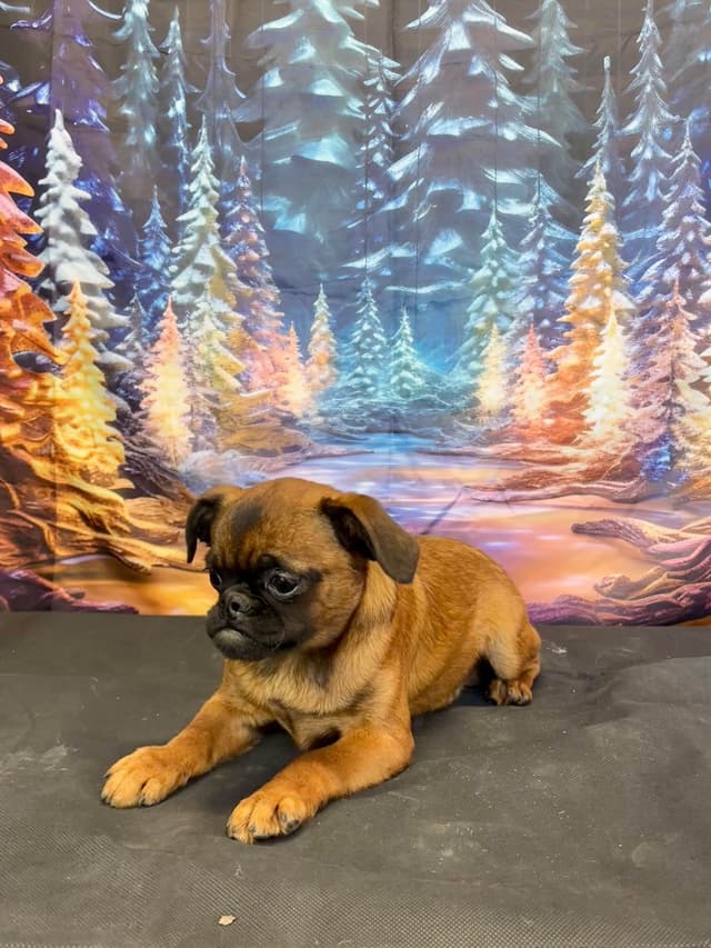 Brussels Griffon Puppies media 4