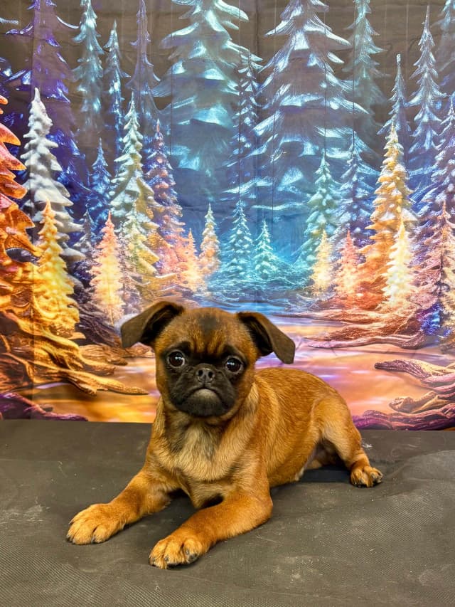 Brussels Griffon Puppies media 6