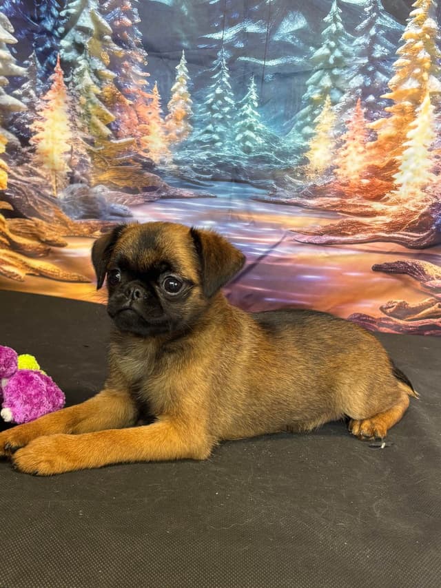 Brussels Griffon Puppies media 2