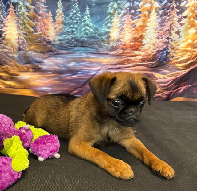 Brussels Griffon Puppies media 4