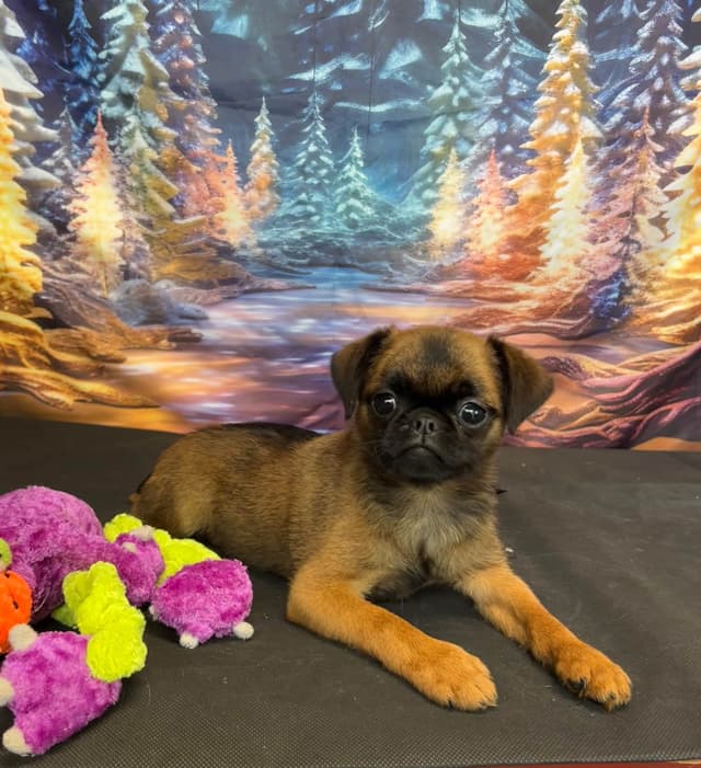 Brussels Griffon Puppies media 5