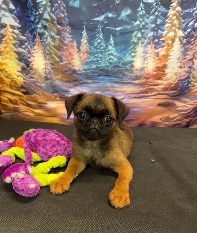 Brussels Griffon Puppies media 6