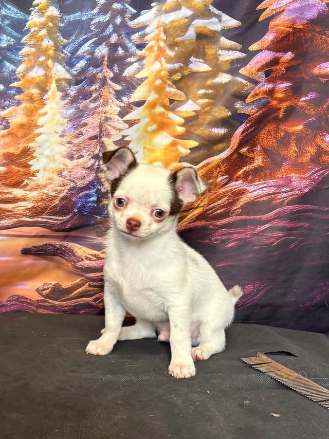 Chihuahua Puppies media 2