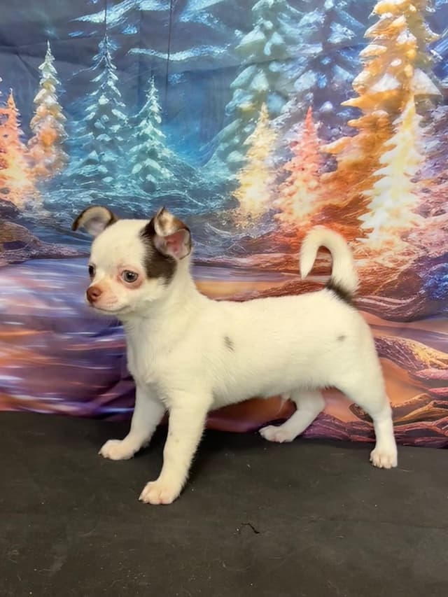 Chihuahua Puppies media 6