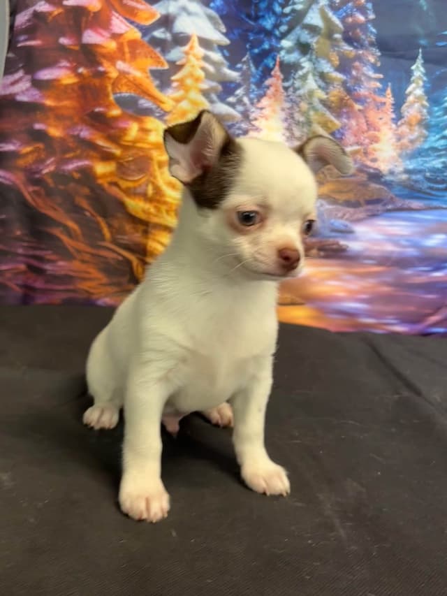 Chihuahua Puppies media 3