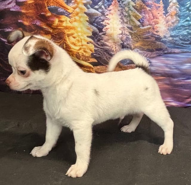 Chihuahua Puppies media 7