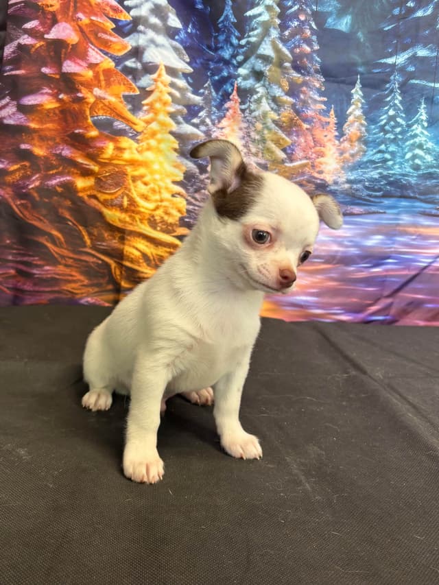 Chihuahua Puppies media 5