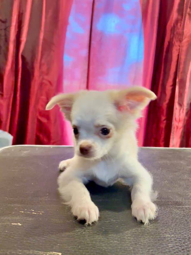 Chihuahua Puppies media 2