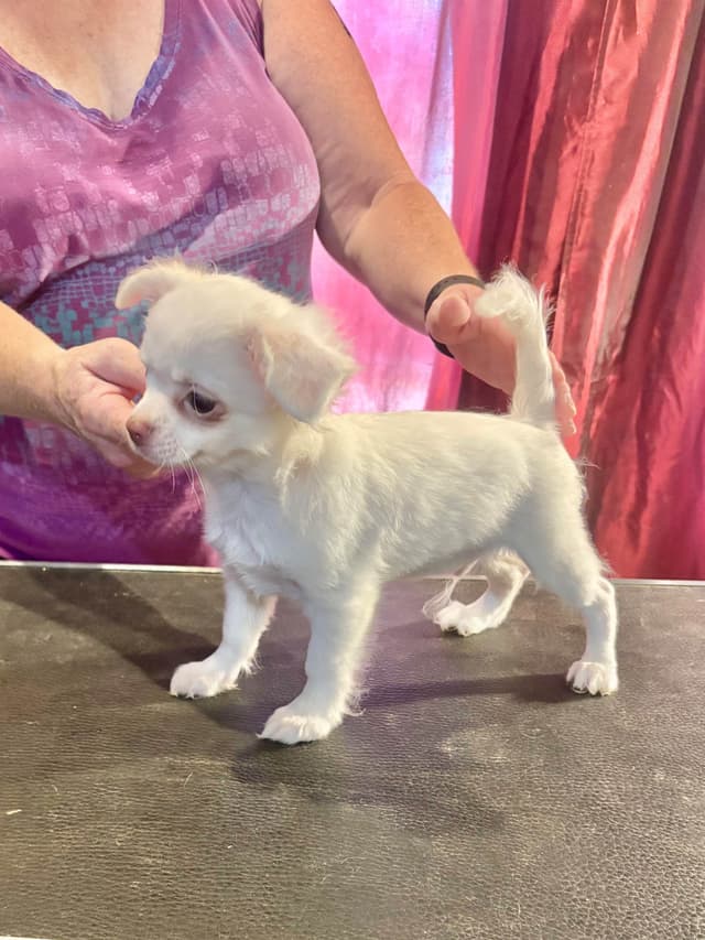 Chihuahua Puppies media 3