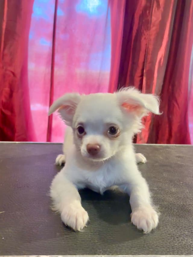 Chihuahua Puppies media 4