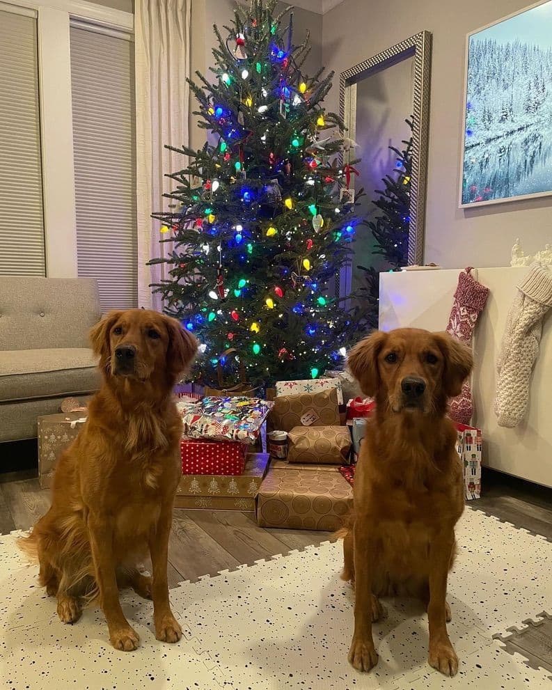 Golden Retriever Puppies breeder image 15