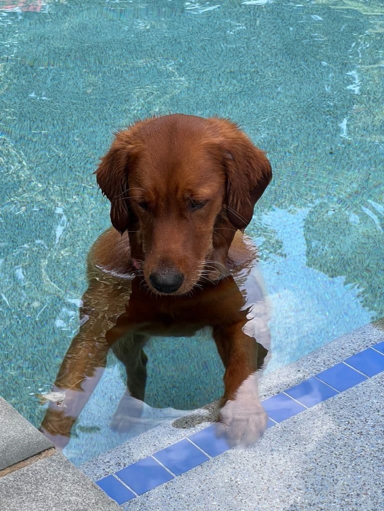 Golden Retriever Puppies breeder image 19