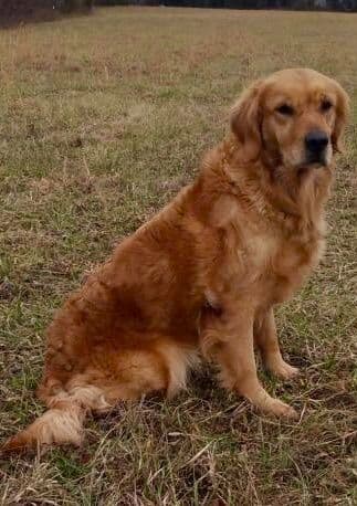 Golden Retriever Puppies breeder image 11