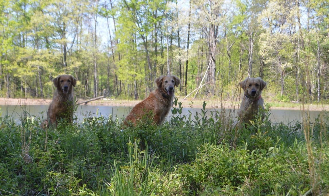 Golden Retriever Puppies breeder image 20