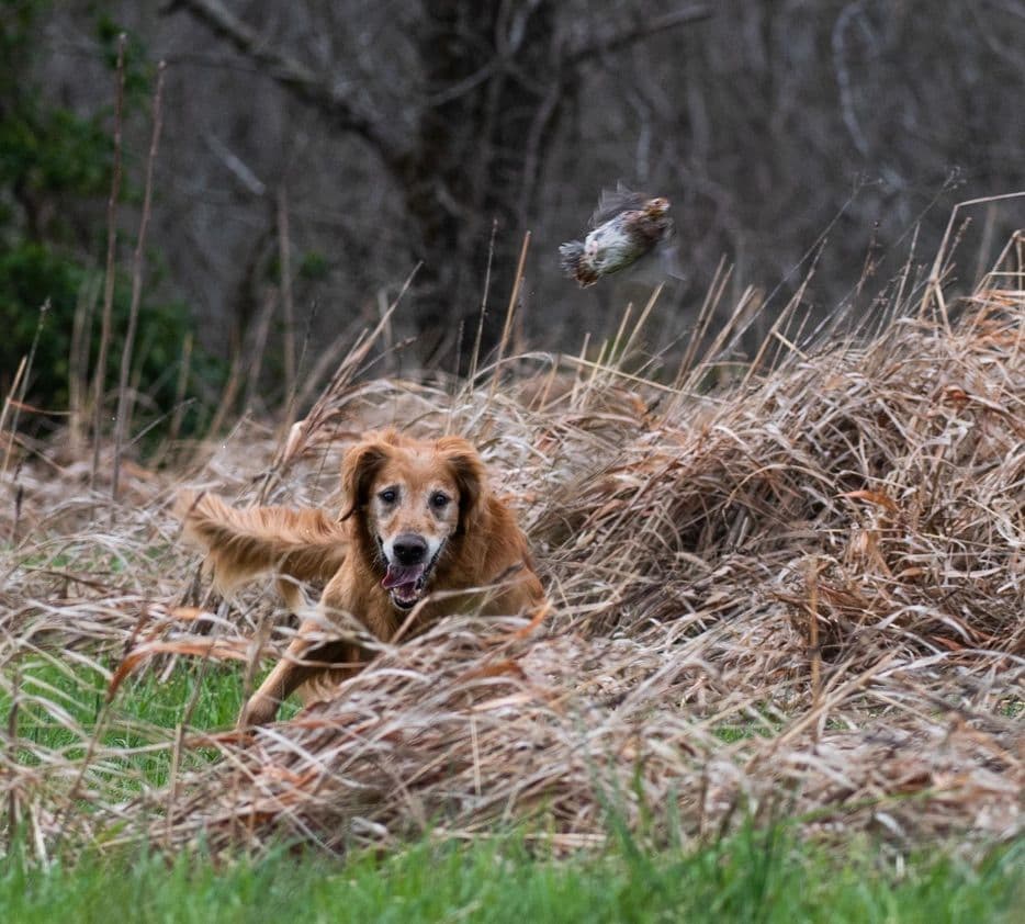 Golden Retriever Puppies breeder image 21