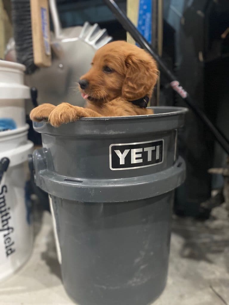 Golden Retriever Puppies breeder image 25