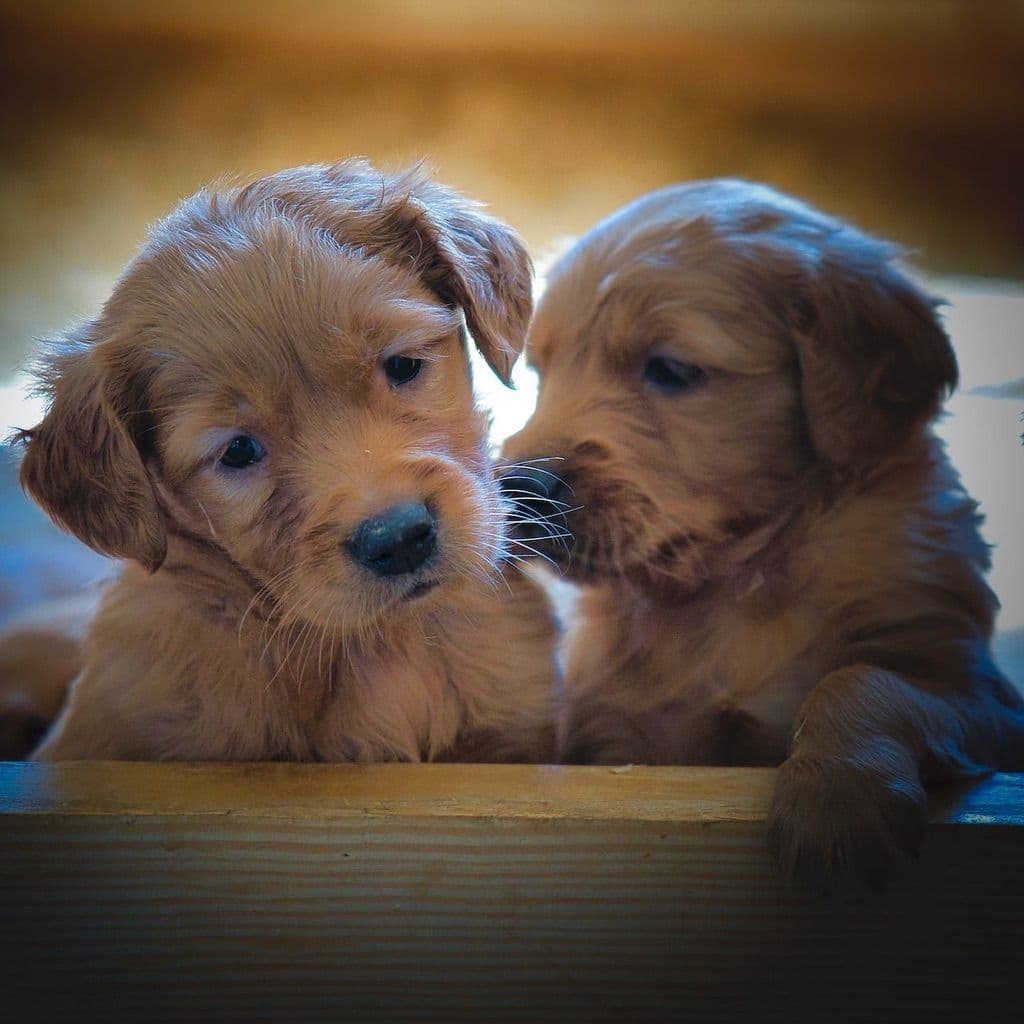 Golden Retriever Puppies breeder image 26