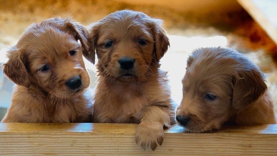Golden Retriever Puppies breeder image 1