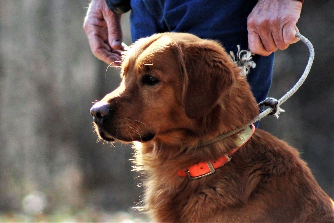 Golden Retriever Puppies breeder image 3