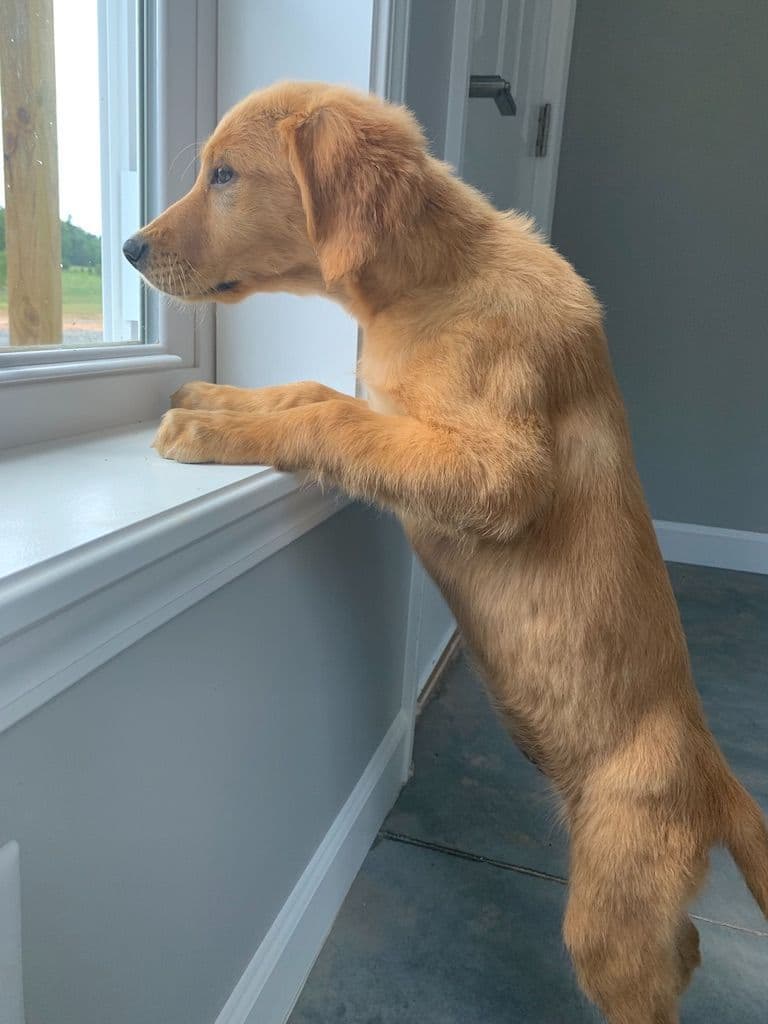 Golden Retriever Puppies breeder image 28