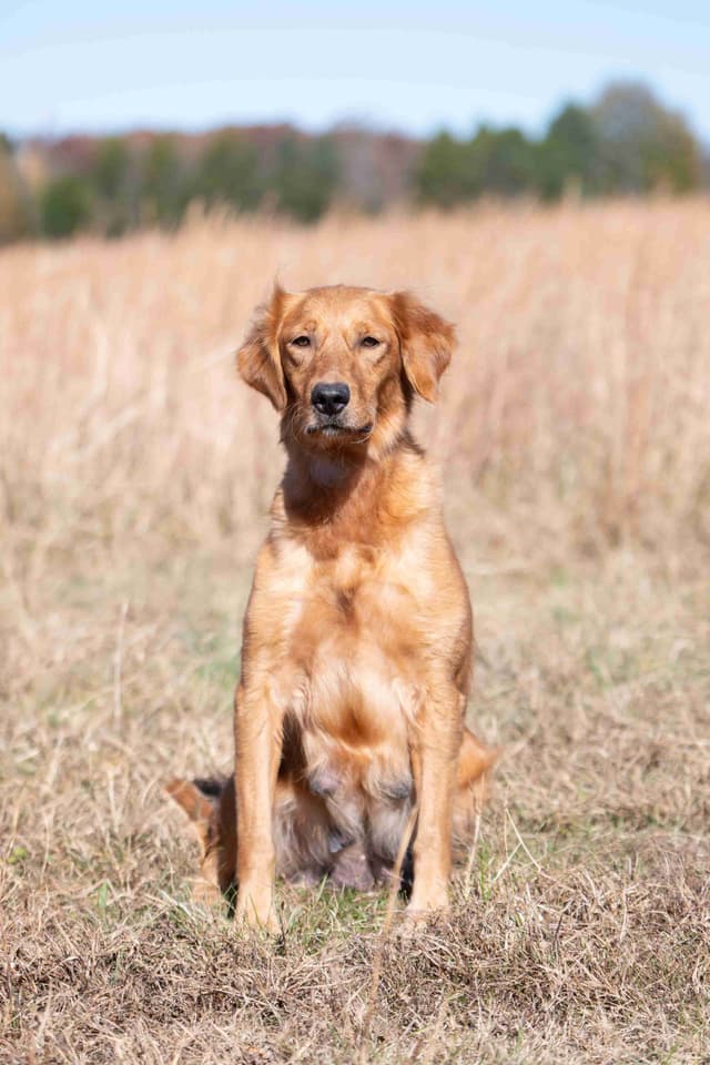 Golden Retriever Puppies media 3