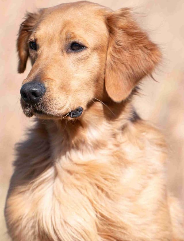 Golden Retriever Puppies media 2