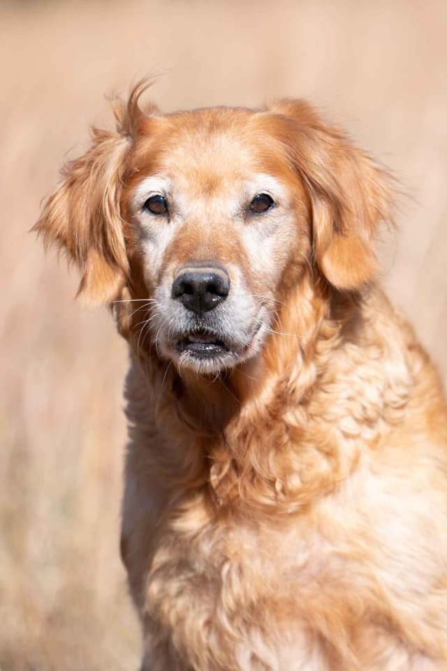 Golden Retriever Puppies media 2
