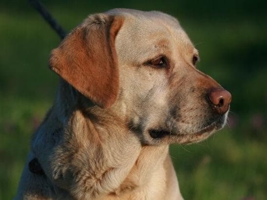 Labrador Retriever Puppies breeder image 5