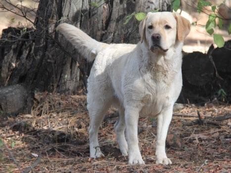 Labrador Retriever Puppies breeder image 6