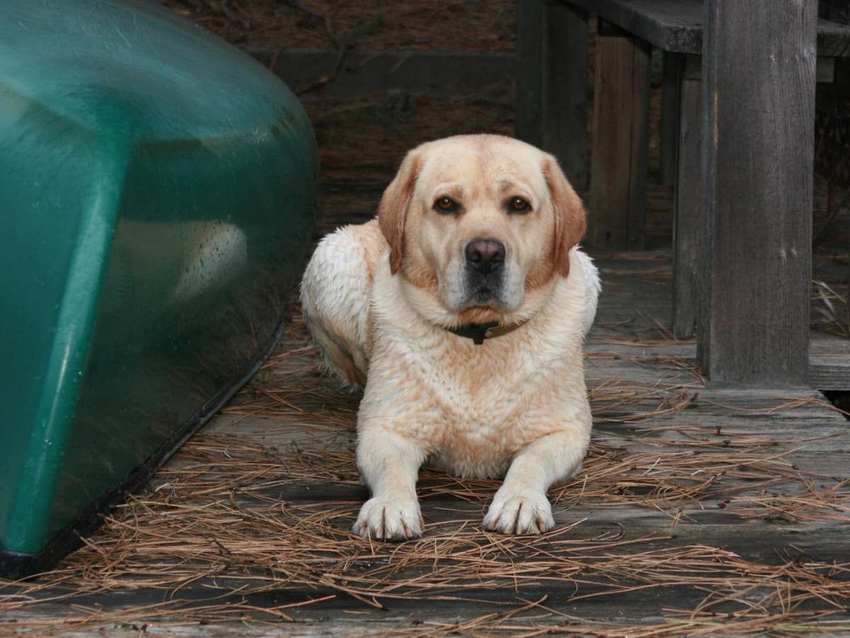 Labrador Retriever Puppies breeder image 4
