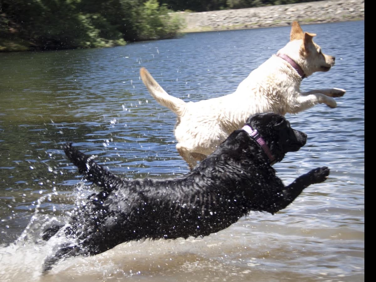 Labrador Retriever Puppies breeder image 10