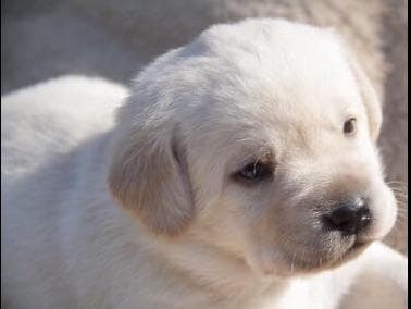 Labrador Retriever Puppies breeder image 11