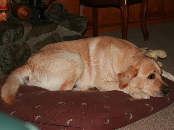 Labrador Retriever Puppies breeder image 12