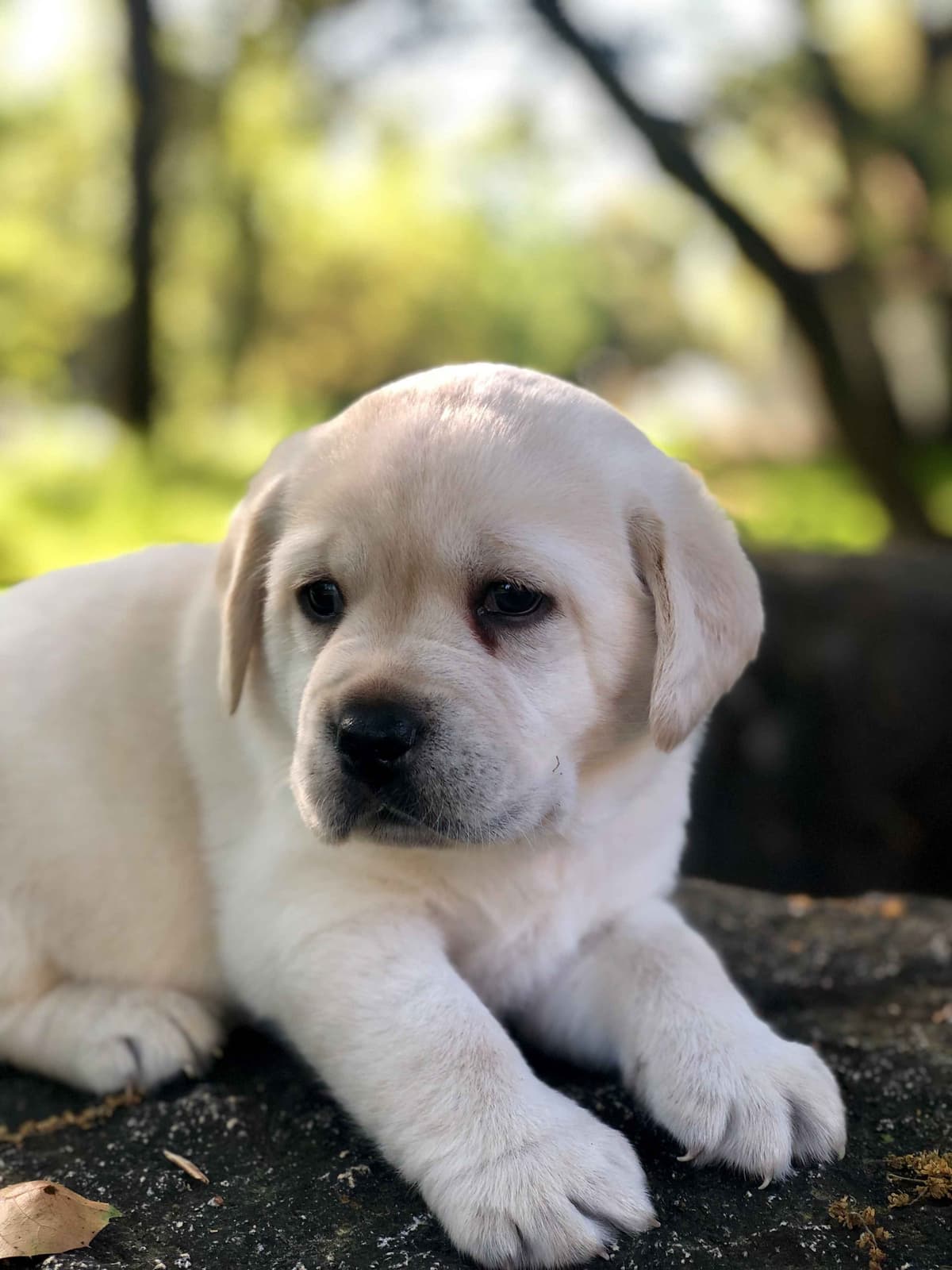 Labrador Retriever Puppies breeder image 7