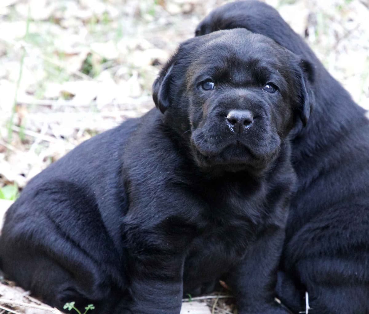 Labrador Retriever Puppies breeder image 8