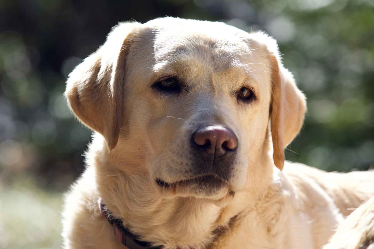Labrador Retriever Puppies breeder image 13