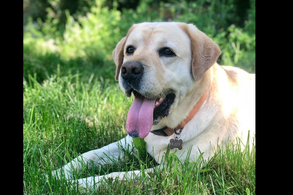 Labrador Retriever Puppies breeder image 3