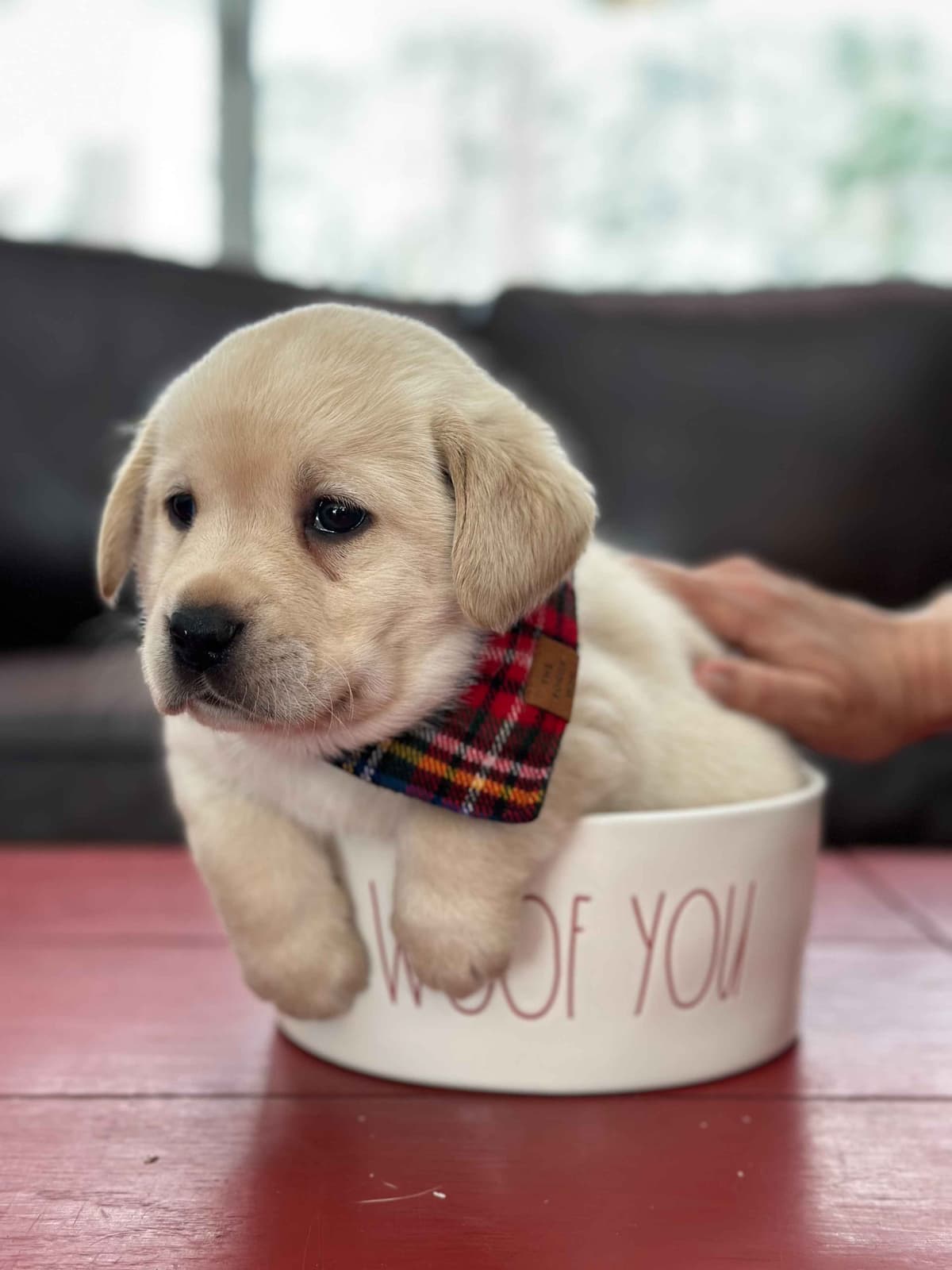 Labrador Retriever Puppies breeder image 14
