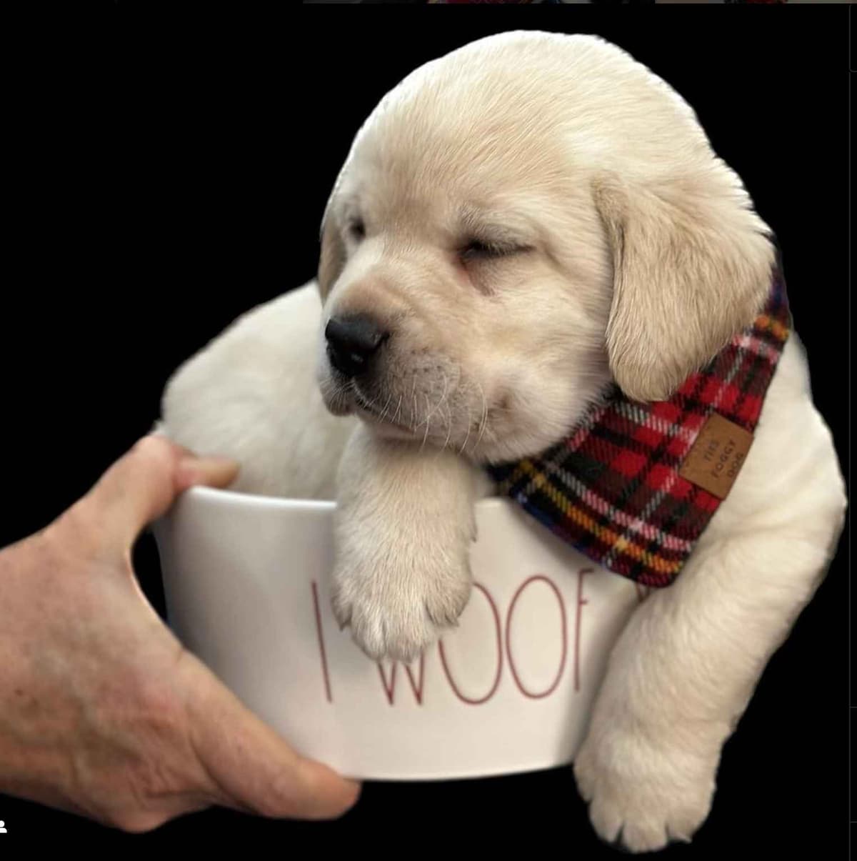 Labrador Retriever Puppies breeder image 1