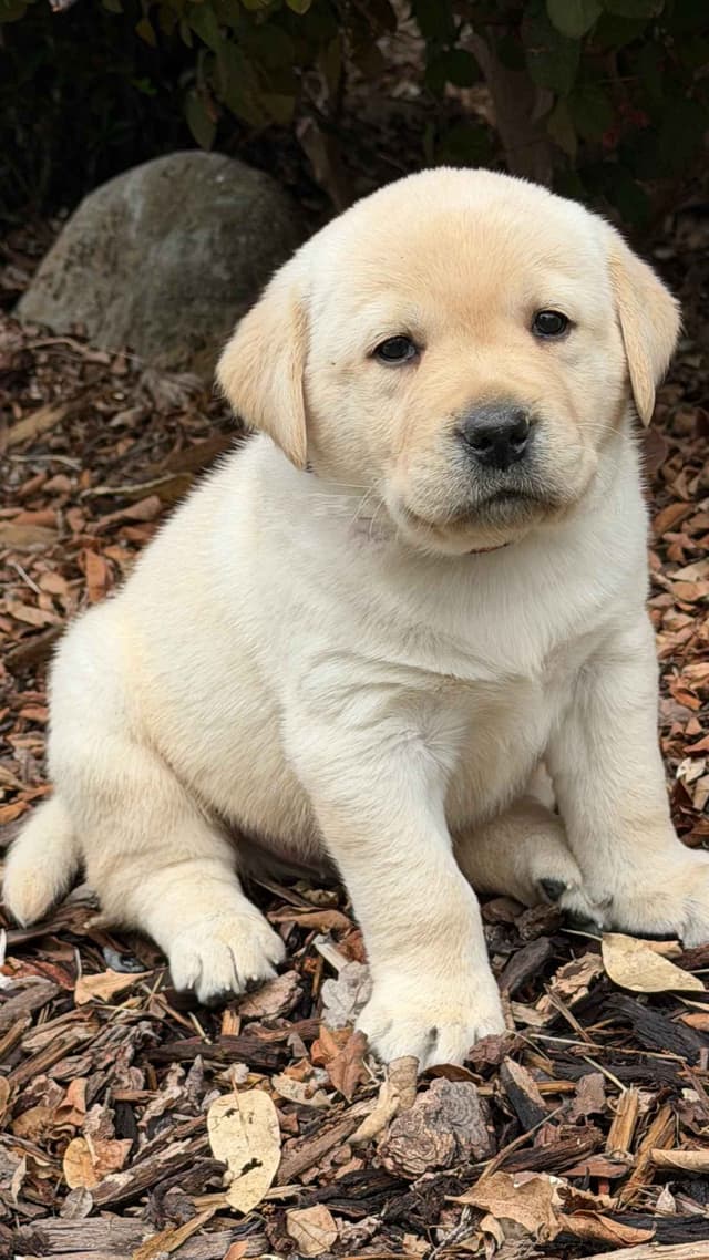 Labrador Retriever Puppies media 3