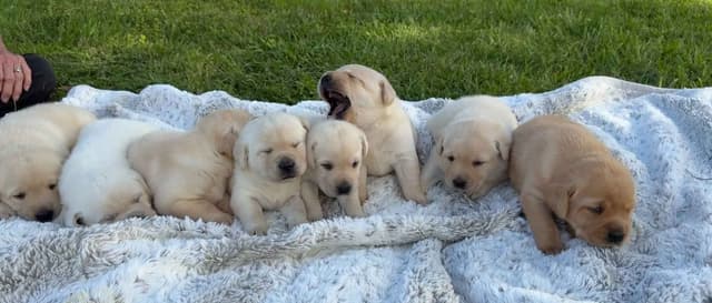 Labrador Retriever Puppies media 6