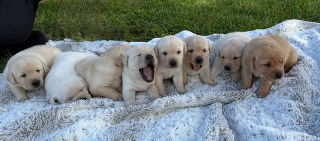 Labrador Retriever Puppies media 7