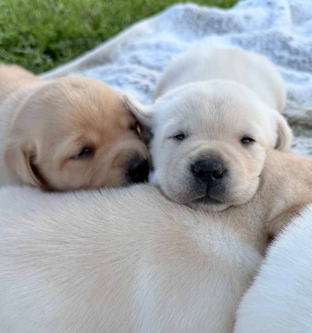 Labrador Retriever Puppies media 9