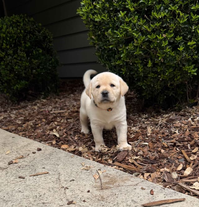 Labrador Retriever Puppies media 4