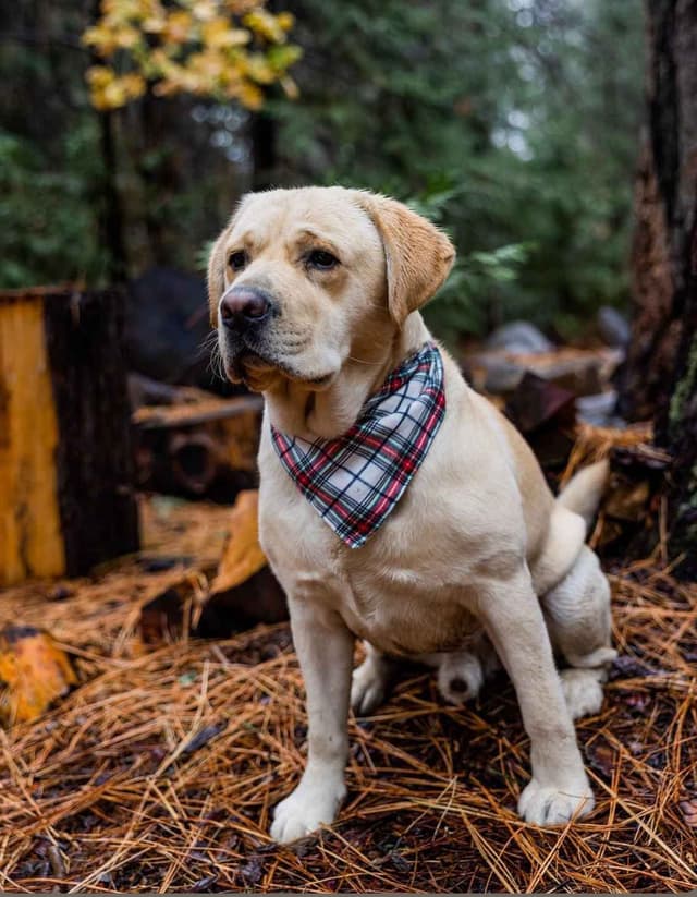 Labrador Retriever Puppies media 2