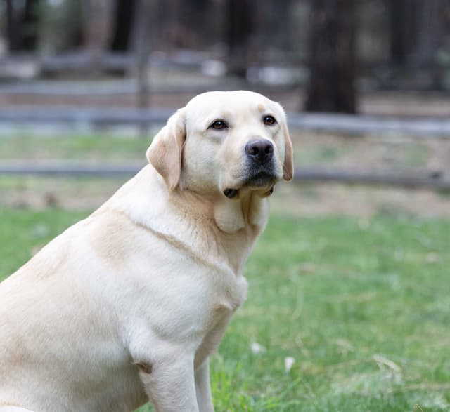 Labrador Retriever Puppies media 5